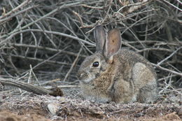 Image of Audubon's Cottontail