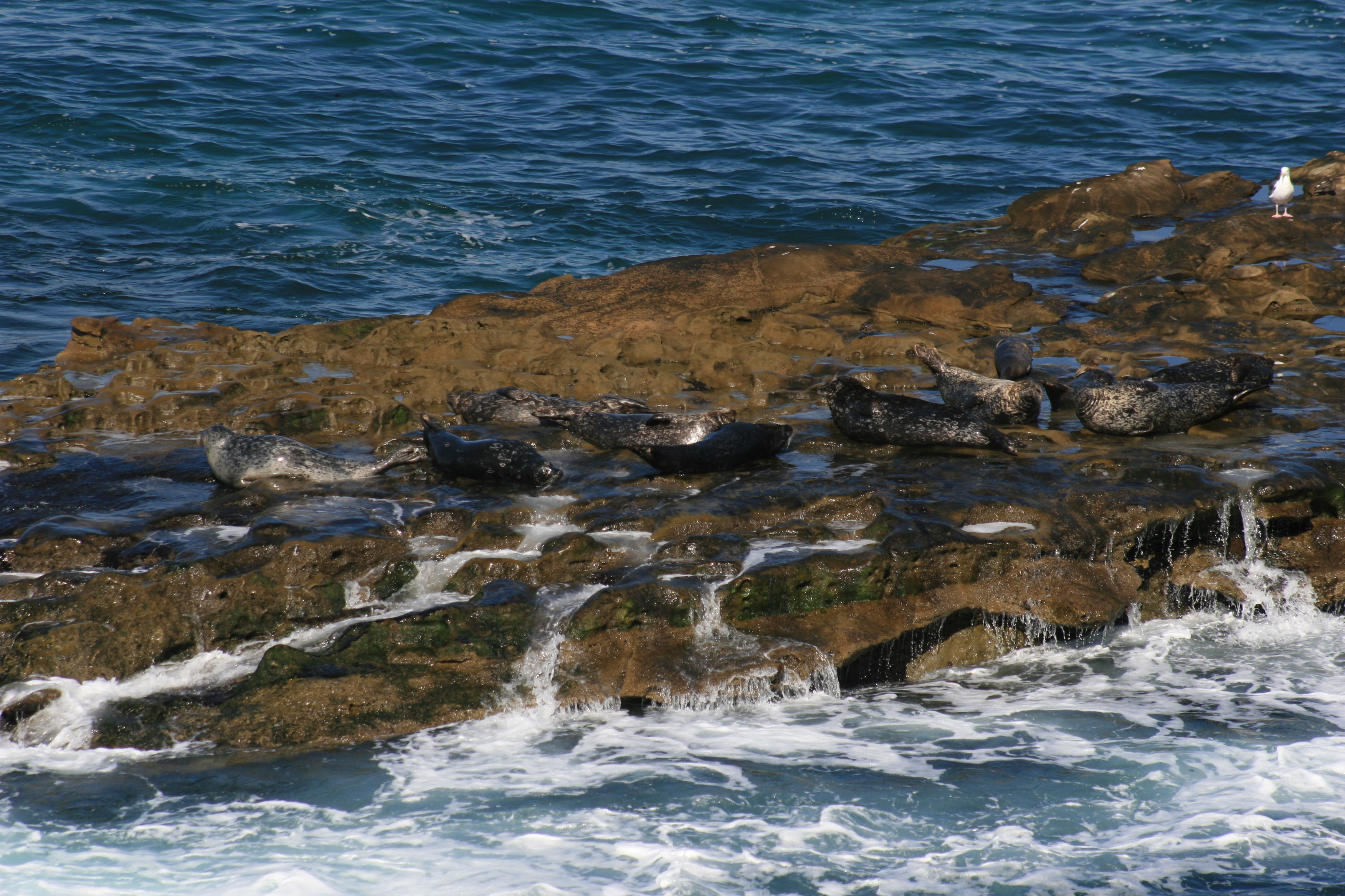 Image of common seal, harbour seal