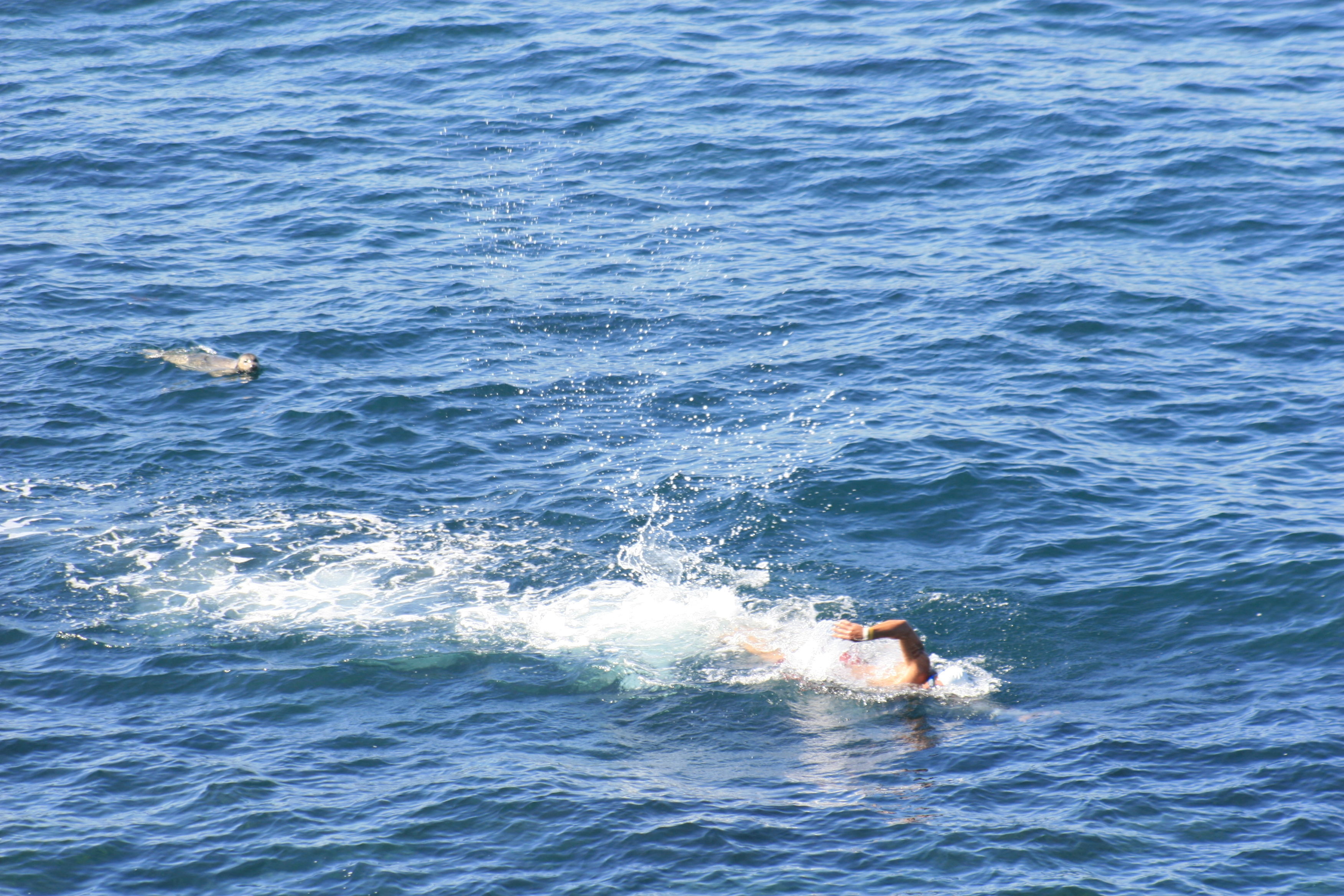 Image of common seal, harbour seal