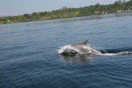 Image of bottle-nosed dophin, common bottle-nosed dolphin