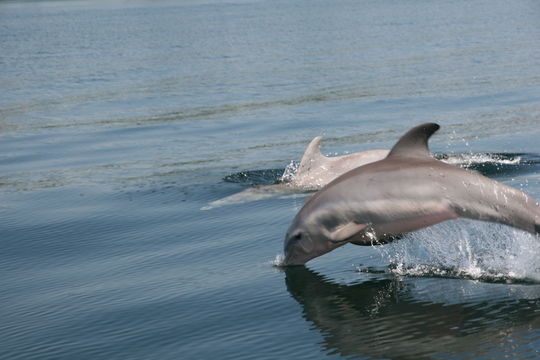 Imagem de Tursiops truncatus (Montagu 1821)