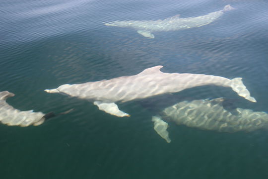 Imagem de Tursiops truncatus (Montagu 1821)