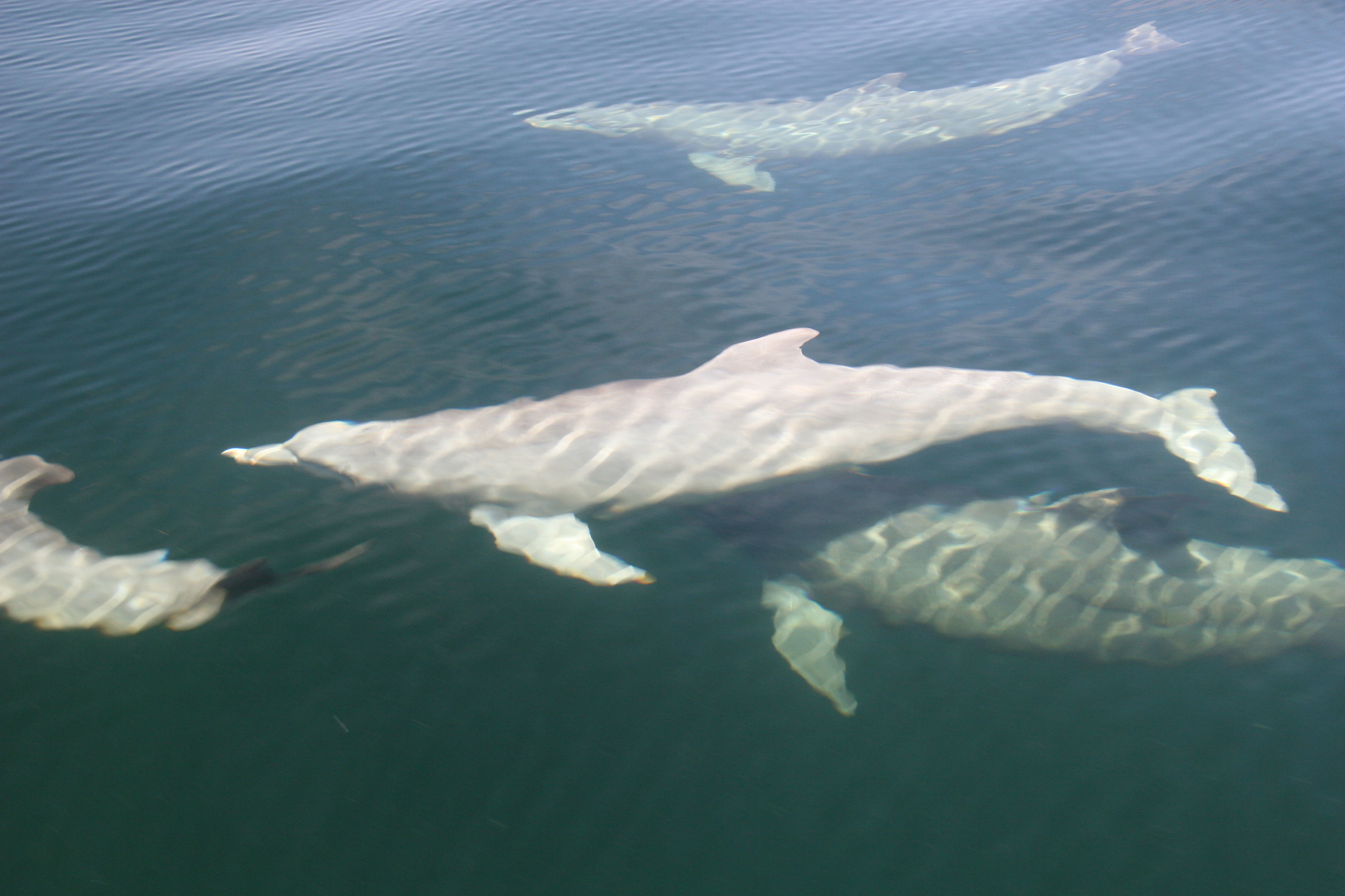 Image of bottle-nosed dophin, common bottle-nosed dolphin