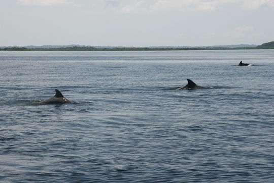 Imagem de Tursiops truncatus (Montagu 1821)