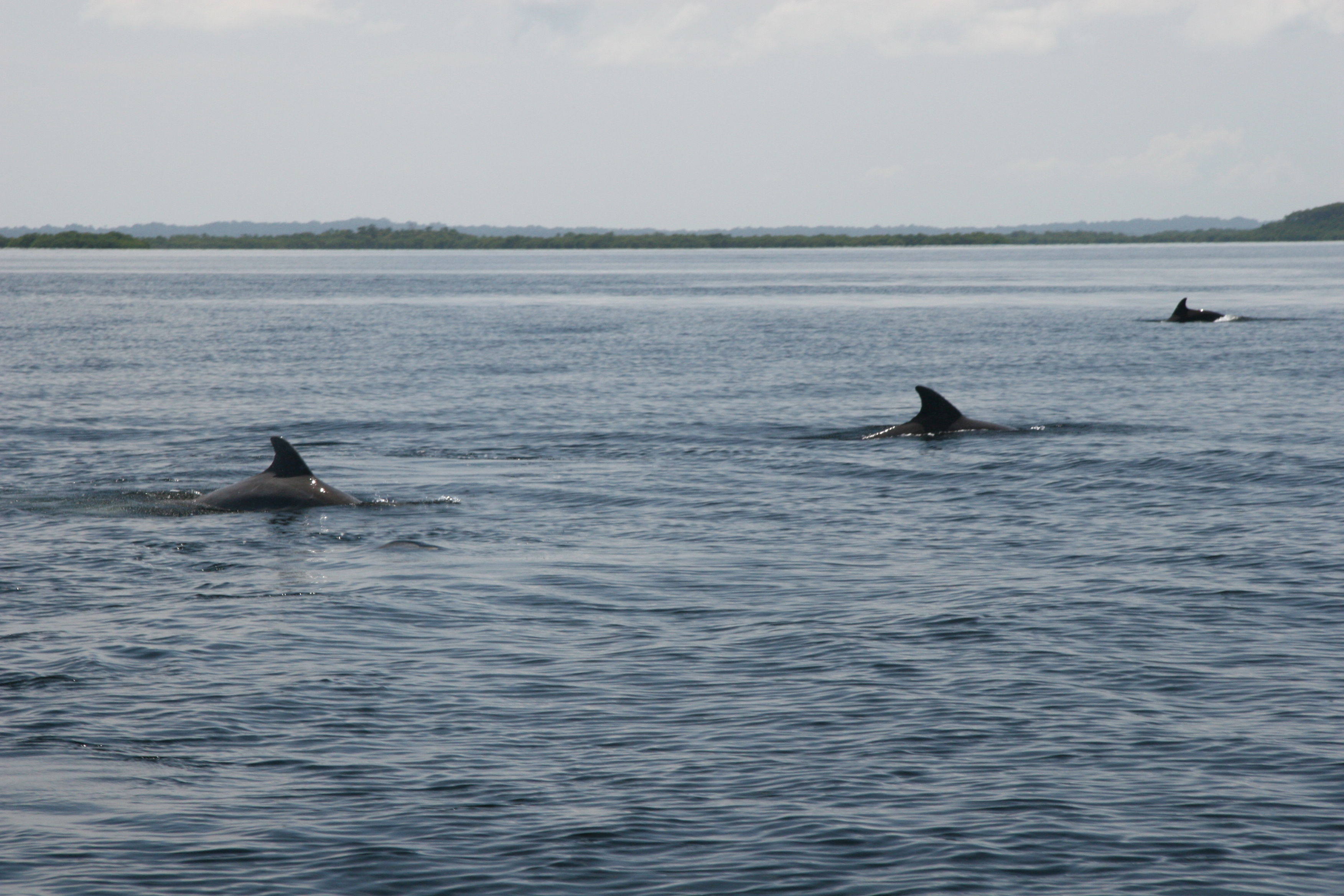 Image of bottle-nosed dophin, common bottle-nosed dolphin