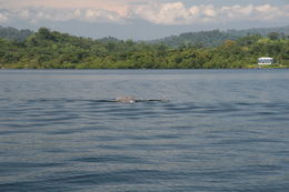 Image of bottle-nosed dophin, common bottle-nosed dolphin