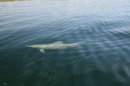 Image of bottle-nosed dophin, common bottle-nosed dolphin