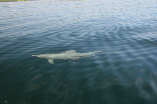 Image of bottle-nosed dophin, common bottle-nosed dolphin