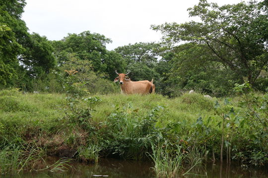 Image of Cow