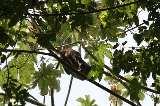 Image of Brown-throated Three-toed Sloth