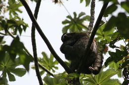 Image of Brown-throated Three-toed Sloth