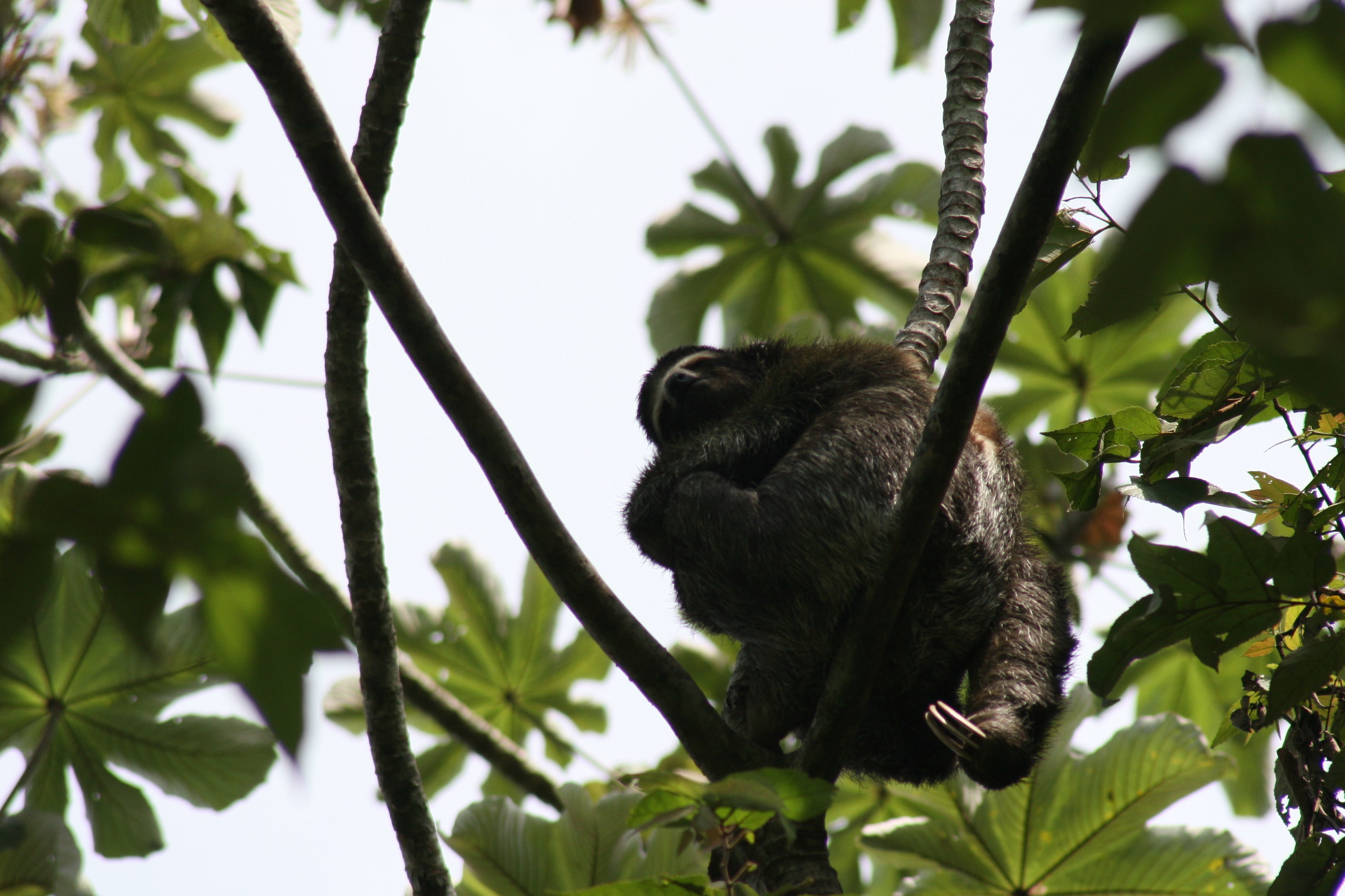 Bradypus variegatus Schinz 1825 resmi