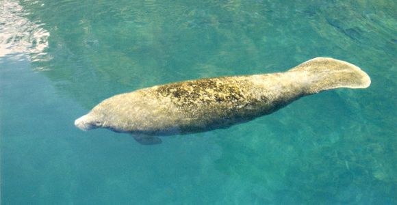 Image of American Manatee