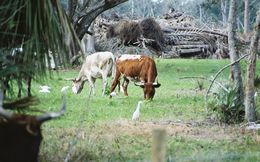 Image of Cattle Egret