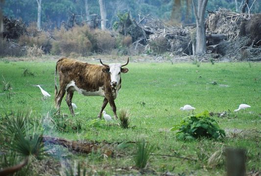 Image of Cattle Egret