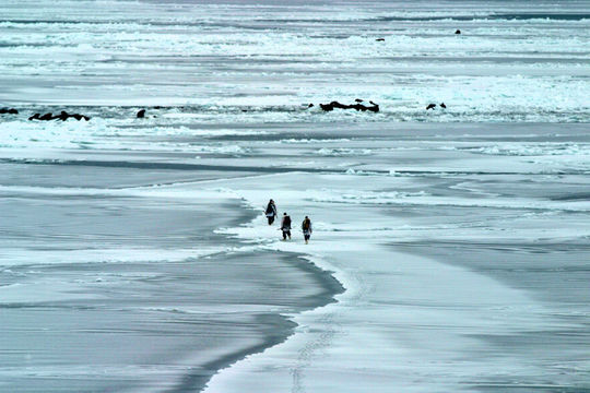 Image of Walrus