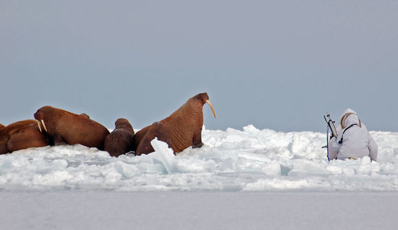 Image of Walrus