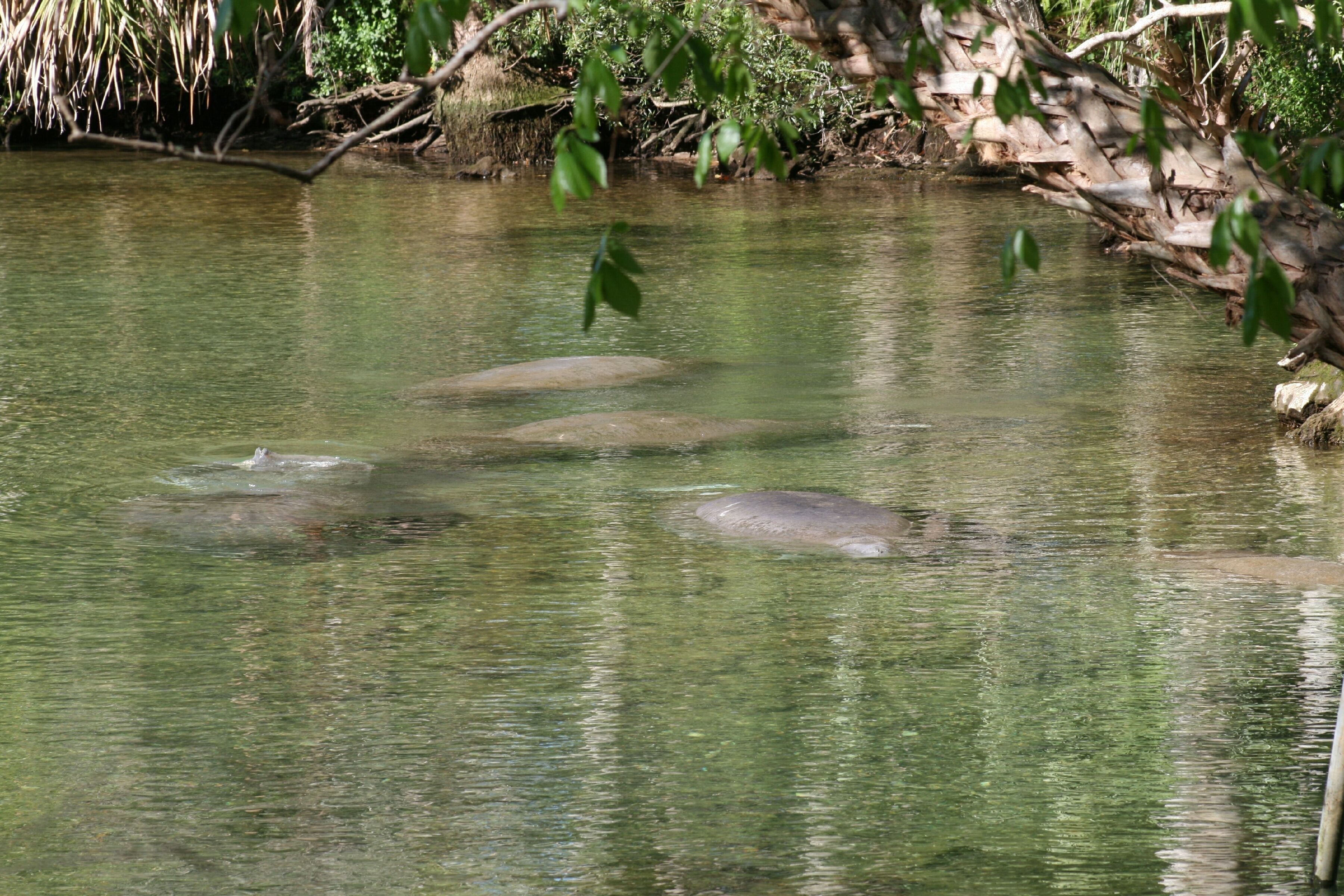 Image of American Manatee