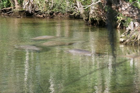 Image of American Manatee