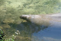 Image of American Manatee