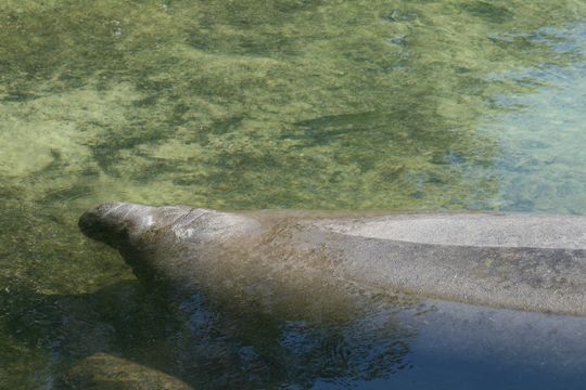 Image of American Manatee