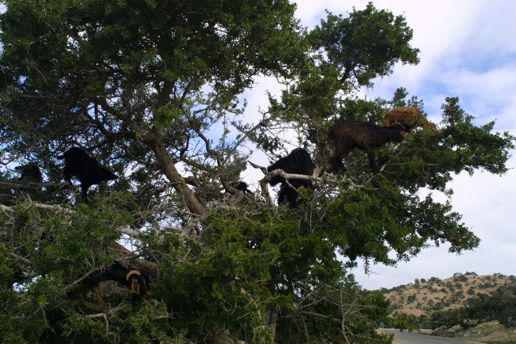 Plancia ëd <i>Argania spinosa</i> (L.) Skeels