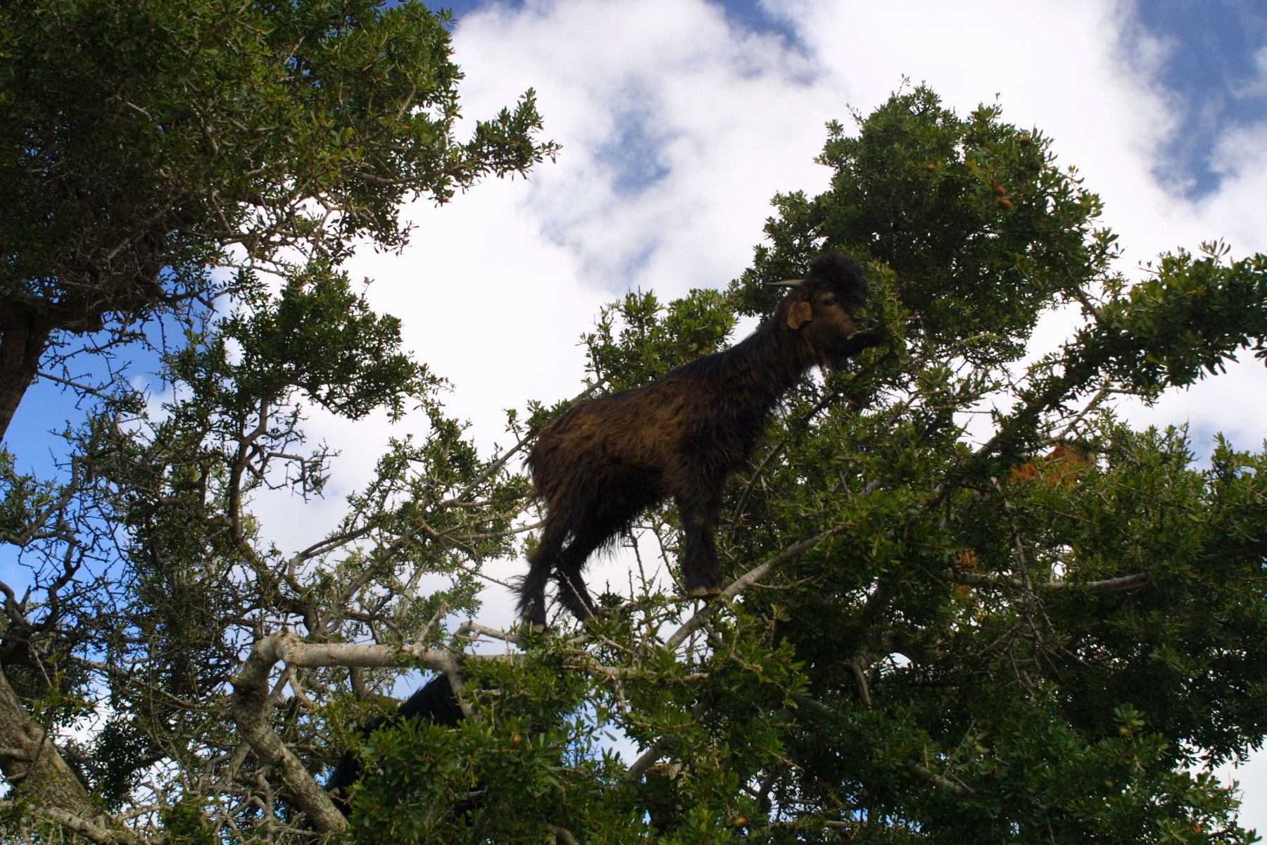 Image of Argan