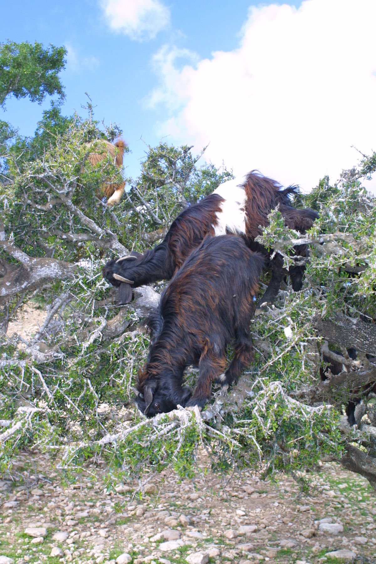 Image of Argan