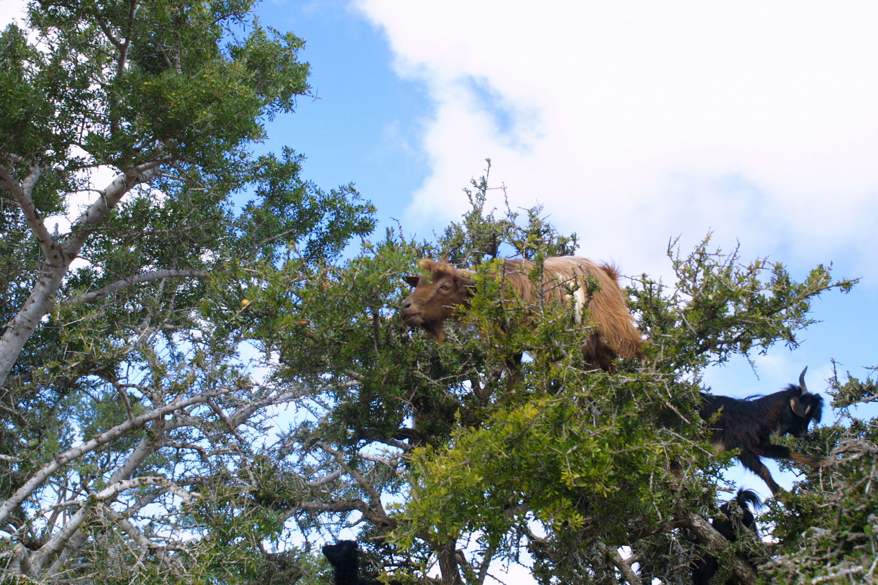 Image of Argan