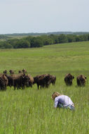 Image of American Bison