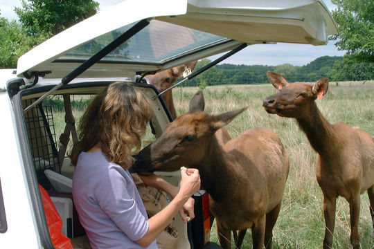 Image of Red Deer