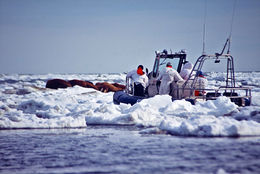 Image of walrus