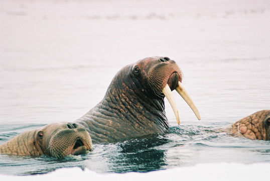 Image of walrus