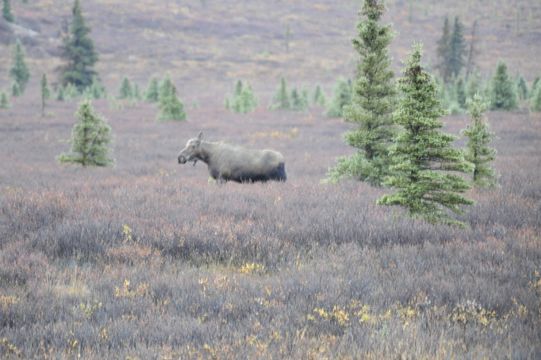 Image of North American Elk