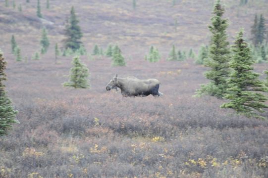 Image of North American Elk