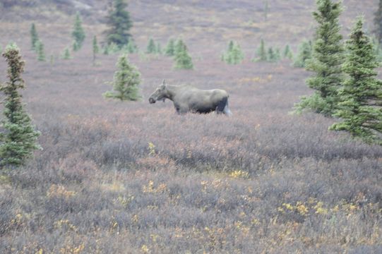 Image of North American Elk