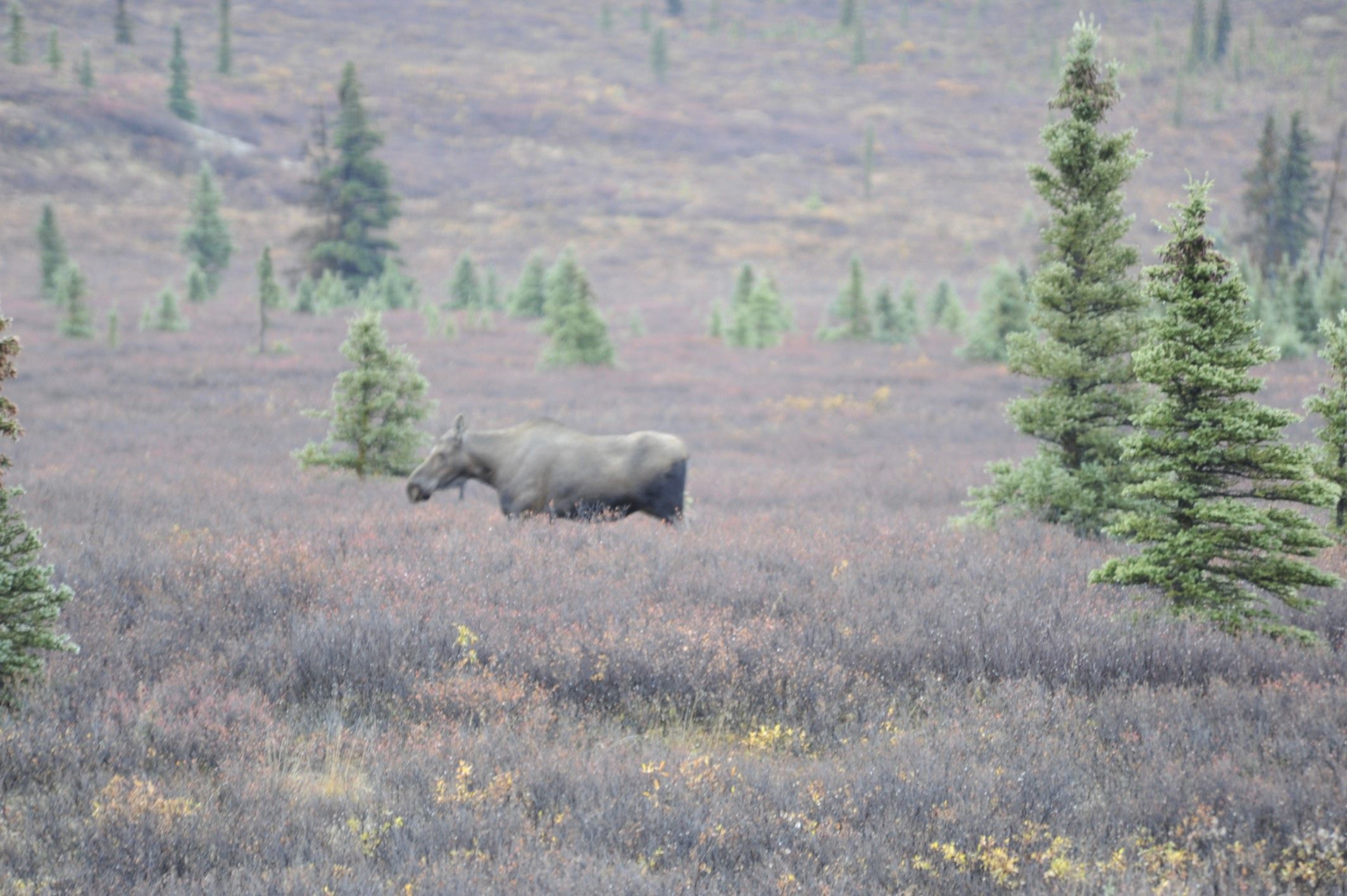 Image of North American Elk