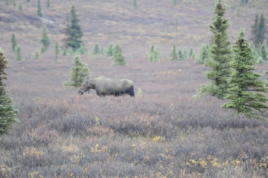 Image of North American Elk