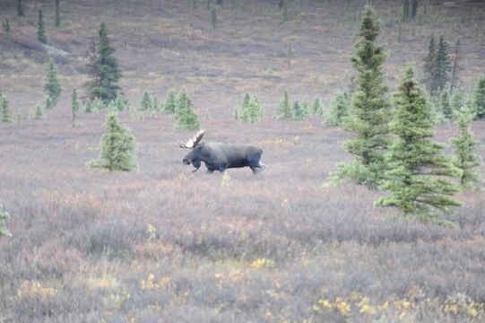 Image of North American Elk