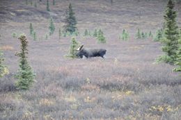 Image of North American Elk