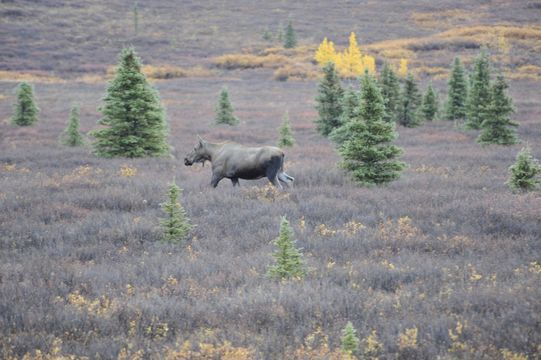 Image of North American Elk