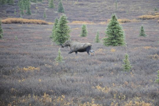 Image of North American Elk