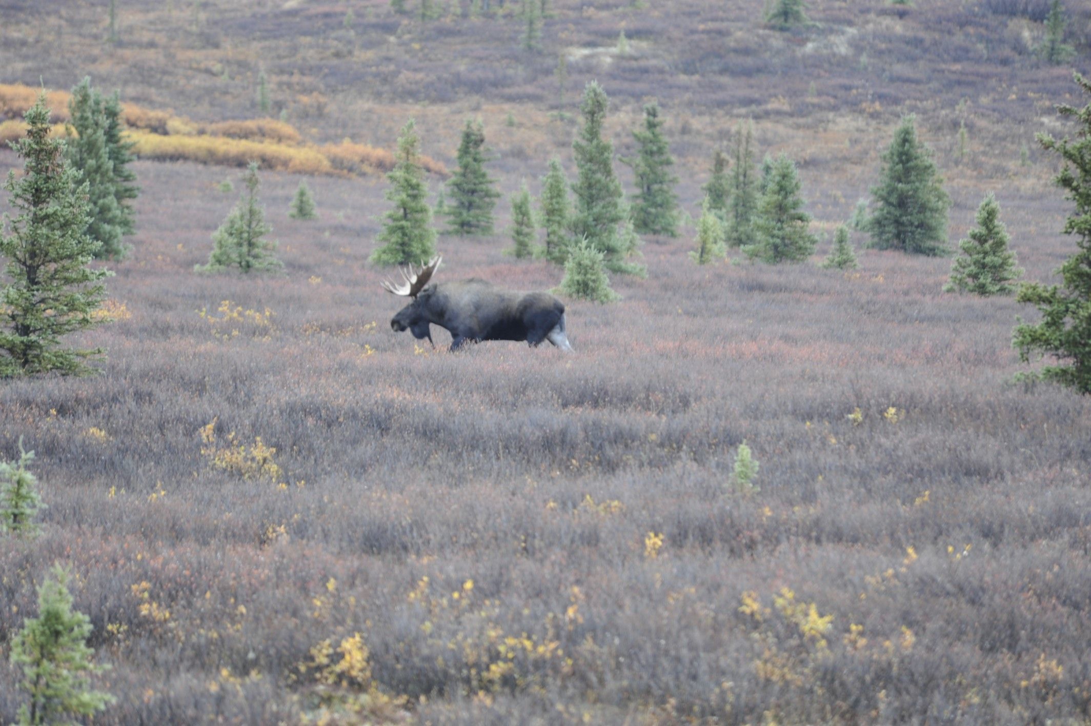 Image of North American Elk