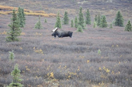 Image of North American Elk