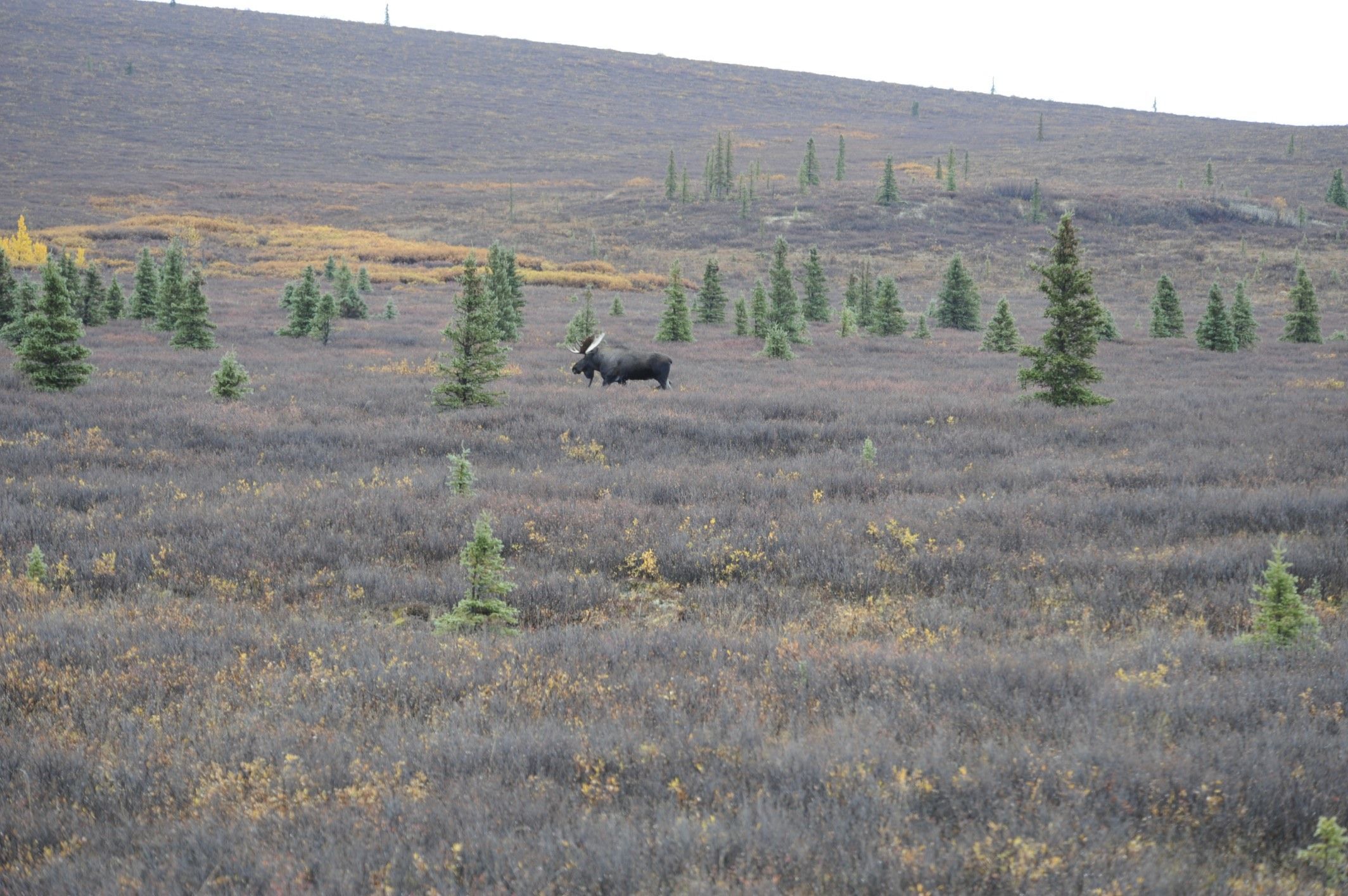 Image of North American Elk