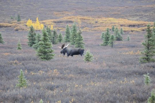 Image of North American Elk