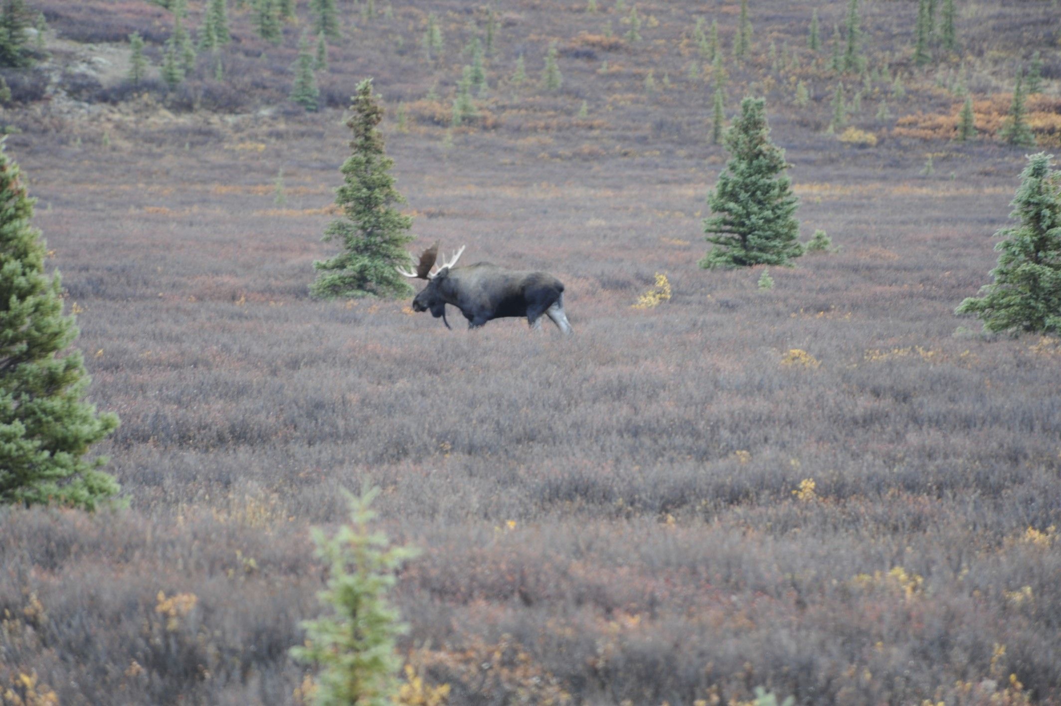 Image of North American Elk