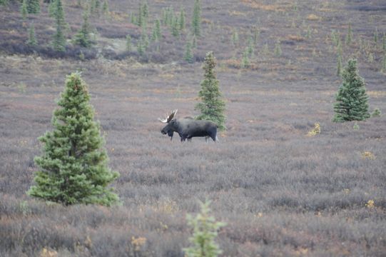 Image of North American Elk