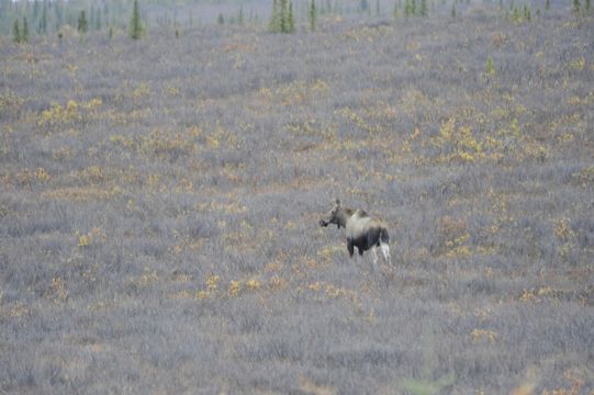 Image of North American Elk