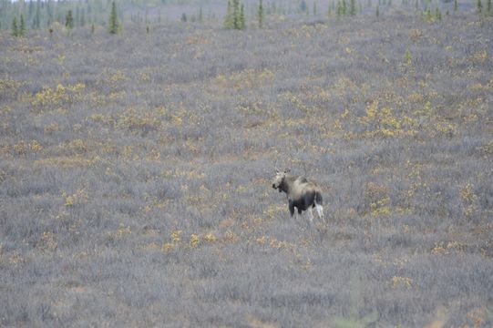 Image of North American Elk